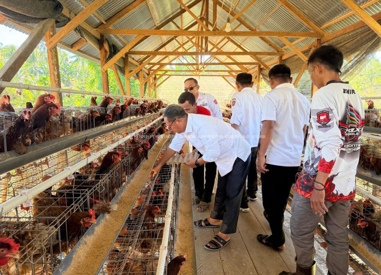 Bupati Thariq Modanggu Tinjau Produksi Ayam Petelur BUMDes Desa Dambalo Kecamatan Tomilito